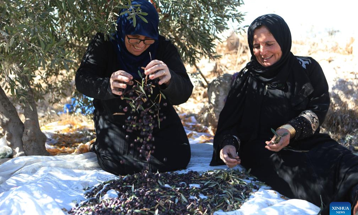 Palestinians collect olives during the harvest season in the village of Beit Awa near the West Bank city of Hebron, on Oct. 19, 2024.  (Photo: Xinhua)