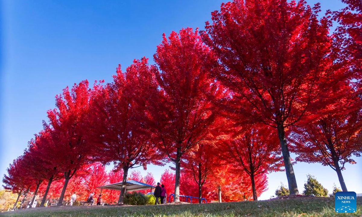 This photo shows maple trees in a park in Markham, Ontario, Canada, Oct. 19, 2024.  (Photo: Xinhua)