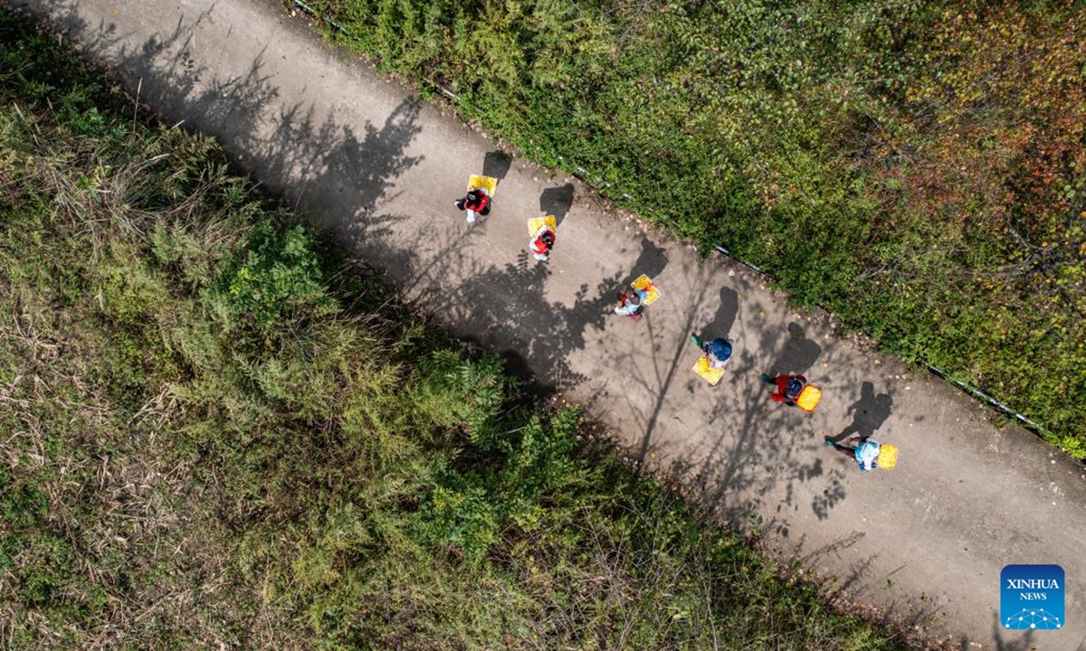 An aerial drone photo shows workers carrying harvested chrysanthemum flowers at a planting base in Dawan Town of Liupanshui, southwest China's Guizhou Province, Oct. 19, 2024. The harvest season for Chrysanthemum flowers has arrived in Liupanshui recently. In recent years, industries related with chrysanthemum flowers have been encouraged in Liupanshui to increase the income of local people. (Photo: Xinhua)