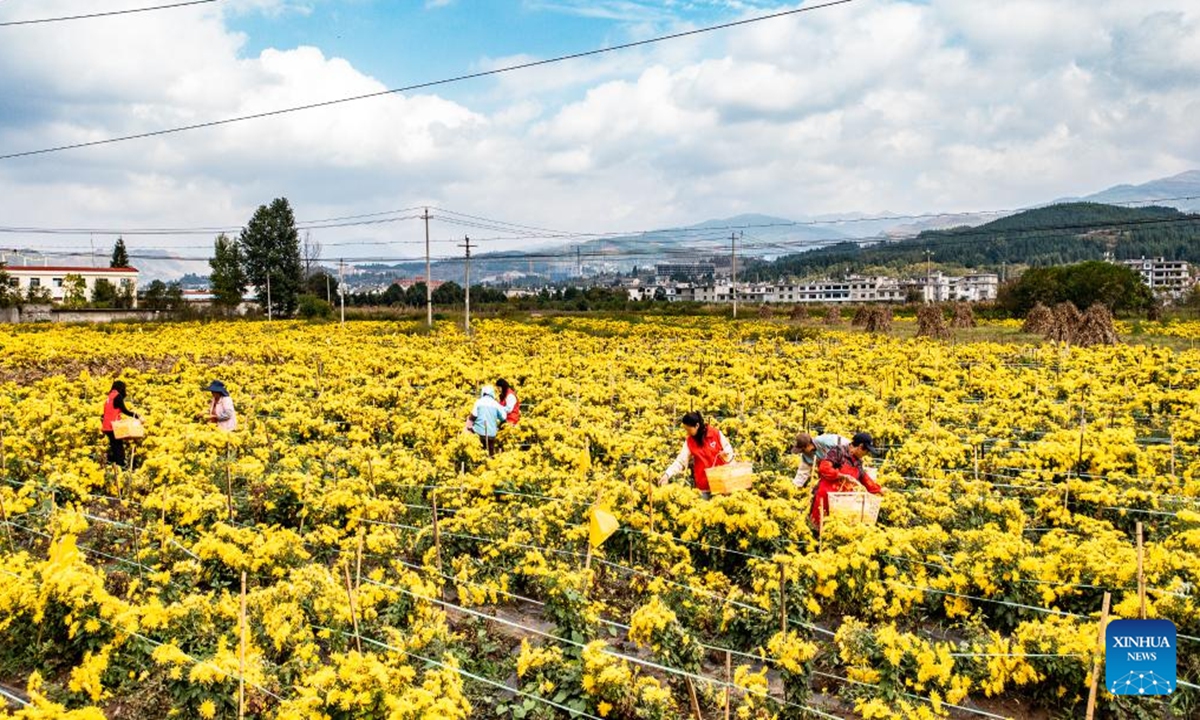 An aerial drone photo shows workers harvesting chrysanthemum flowers at a planting base in Dawan Town of Liupanshui, southwest China's Guizhou Province, Oct. 19, 2024. The harvest season for Chrysanthemum flowers has arrived in Liupanshui recently. In recent years, industries related with chrysanthemum flowers have been encouraged in Liupanshui to increase the income of local people. (Photo: Xinhua)