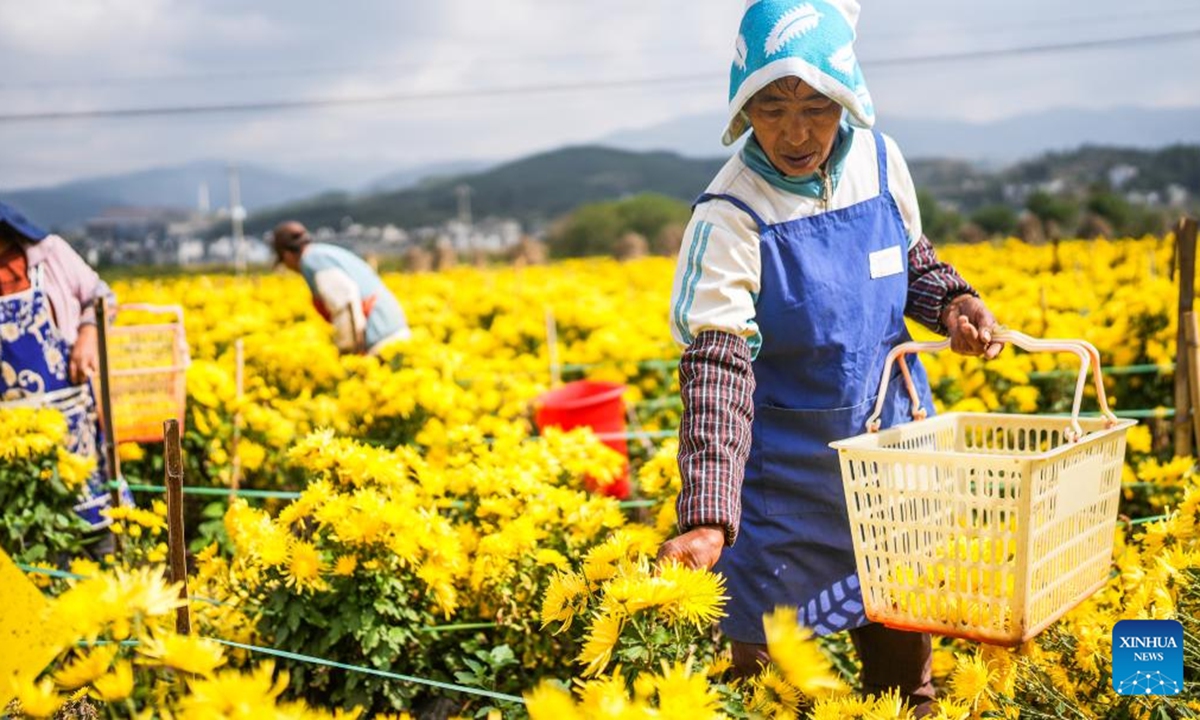 Workers harvest chrysanthemum flowers at a planting base in Dawan Town of Liupanshui, southwest China's Guizhou Province, Oct. 19, 2024. The harvest season for Chrysanthemum flowers has arrived in Liupanshui recently. In recent years, industries related with chrysanthemum flowers have been encouraged in Liupanshui to increase the income of local people. (Photo: Xinhua)