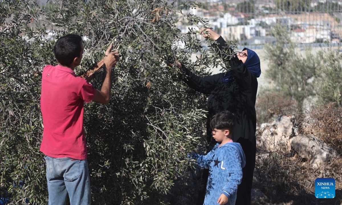 Palestinians collect olives during the harvest season in the village of Beit Awa near the West Bank city of Hebron, on Oct. 19, 2024.  (Photo: Xinhua)