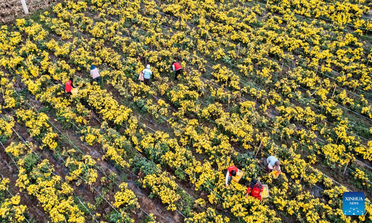 An aerial drone photo shows workers harvesting chrysanthemum flowers at a planting base in Dawan Town of Liupanshui, southwest China's Guizhou Province, Oct. 19, 2024. The harvest season for Chrysanthemum flowers has arrived in Liupanshui recently. In recent years, industries related with chrysanthemum flowers have been encouraged in Liupanshui to increase the income of local people. (Photo: Xinhua)