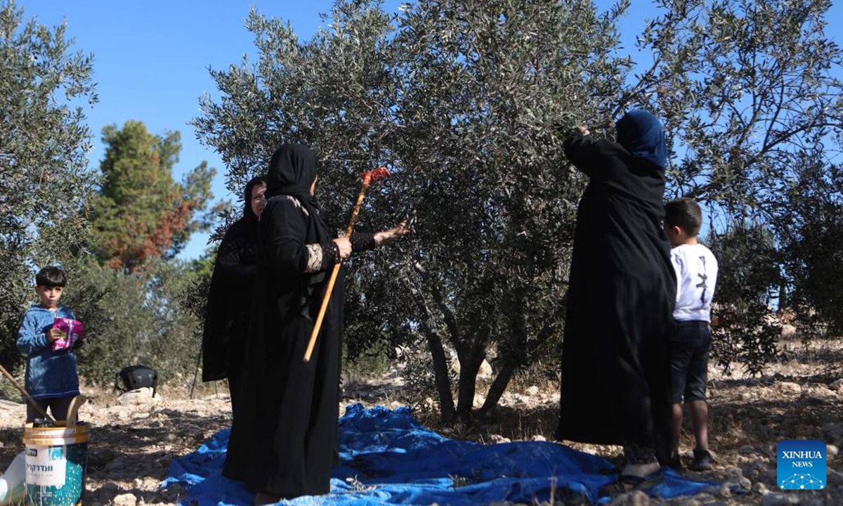 Palestinians collect olives during the harvest season in the village of Beit Awa near the West Bank city of Hebron, on Oct. 19, 2024.  (Photo: Xinhua)