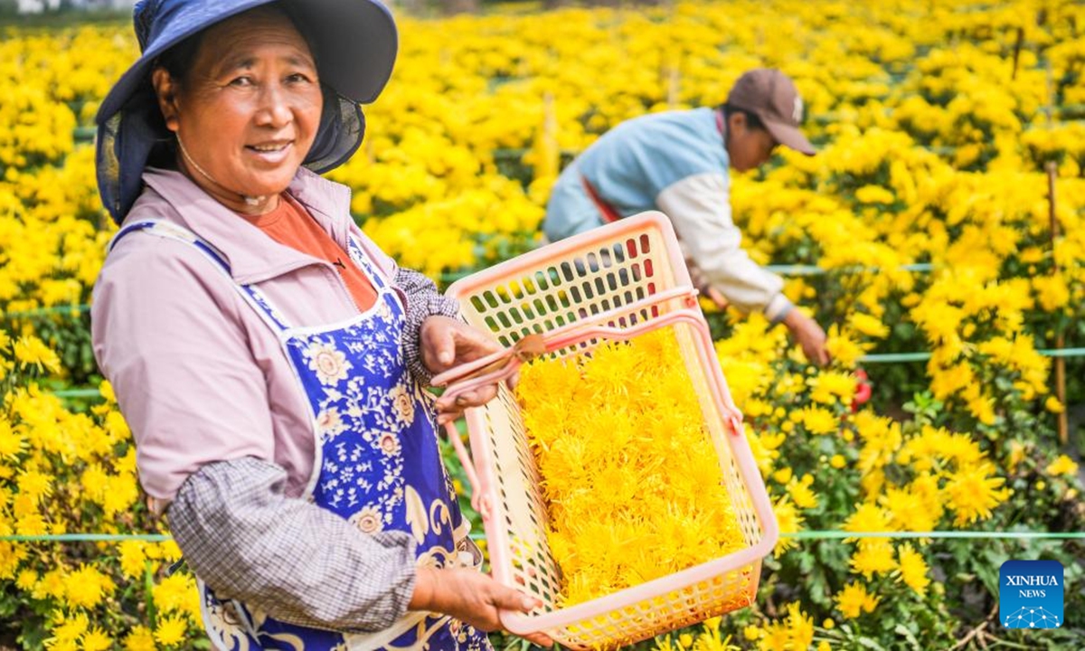 Workers harvest chrysanthemum flowers at a planting base in Dawan Town of Liupanshui, southwest China's Guizhou Province, Oct. 19, 2024. The harvest season for Chrysanthemum flowers has arrived in Liupanshui recently. In recent years, industries related with chrysanthemum flowers have been encouraged in Liupanshui to increase the income of local people. (Photo: Xinhua)