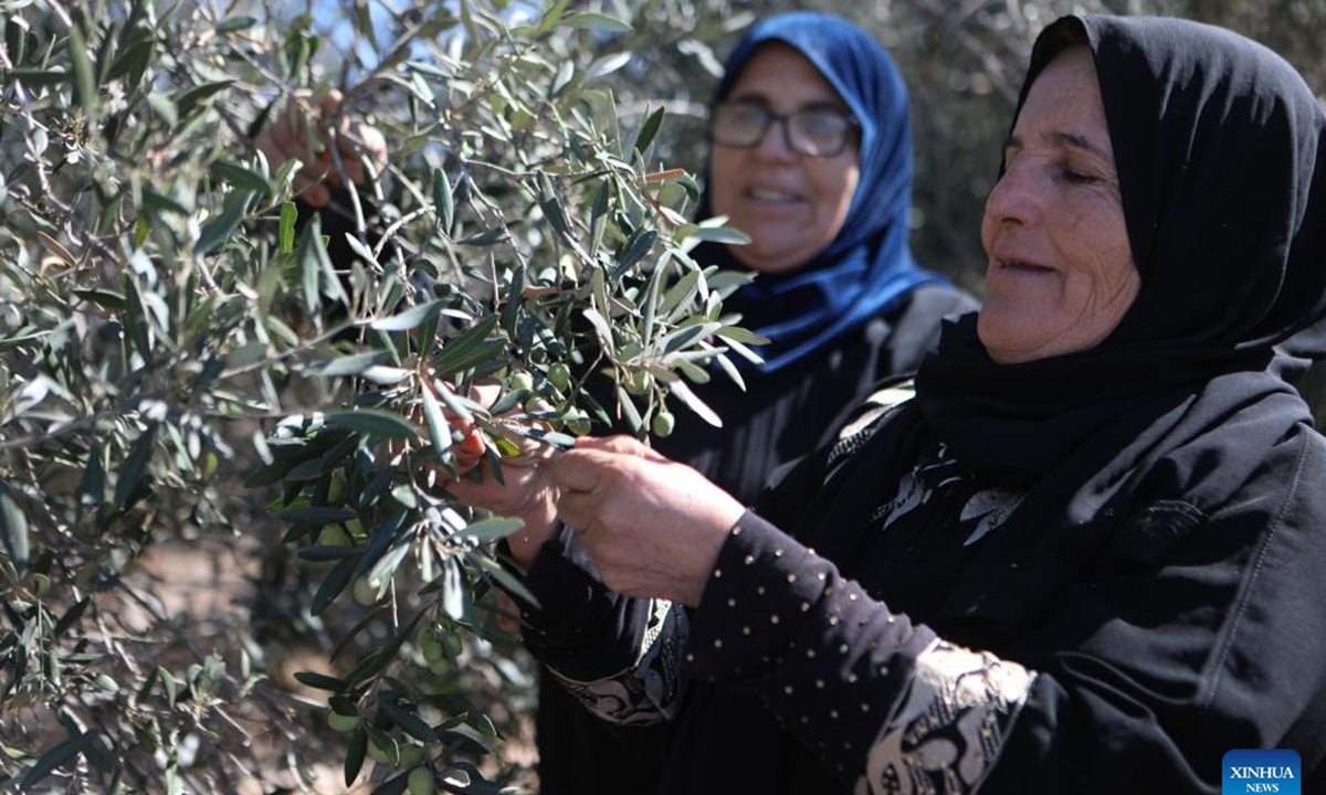 Palestinians collect olives during the harvest season in the village of Beit Awa near the West Bank city of Hebron, on Oct. 19, 2024.  (Photo: Xinhua)