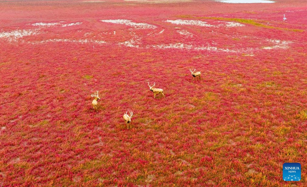 An aerial drone photo taken on Oct. 16, 2024 shows elks wandering at the Tiaozini wetland in Dongtai City, east China's Jiangsu Province. (Photo: Xinhua)