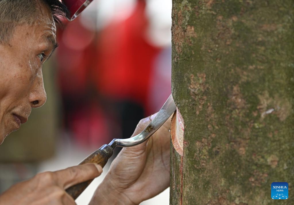 A contestant taps a mock rubber tree during the final round of a rubber tapping contest as part of a national vocational skills competition for agricultural practitioners, in Haikou, south China's Hainan Province, Oct. 21, 2024. A total of 70 contestants attend the final round held here on Monday. (Photo: Xinhua)