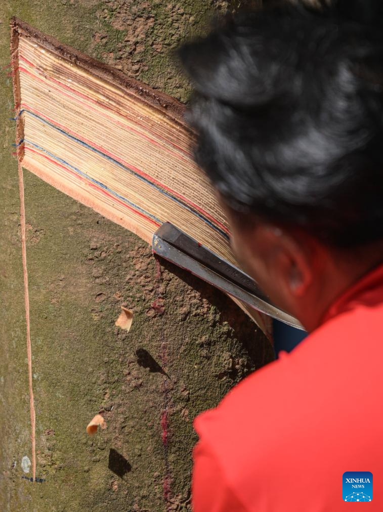 A contestant taps a mock rubber tree during the final round of a rubber tapping contest as part of a national vocational skills competition for agricultural practitioners, in Haikou, south China's Hainan Province, Oct. 21, 2024. A total of 70 contestants attend the final round held here on Monday. (Photo: Xinhua)