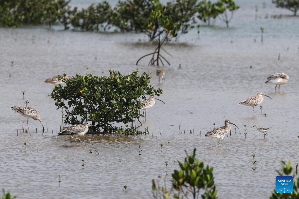 This photo taken on Oct. 20, 2024 shows migrant birds at the Hainan Xinying Mangrove National Wetland Park in Danzhou City, south China's Hainan Province. The ecological environment in Hainan has been improving in recent years thanks to the protection of wetlands and birds by the local government, attracting an increasing number of migrant birds wintering in the southmost island province of China. (Photo: Xinhua)