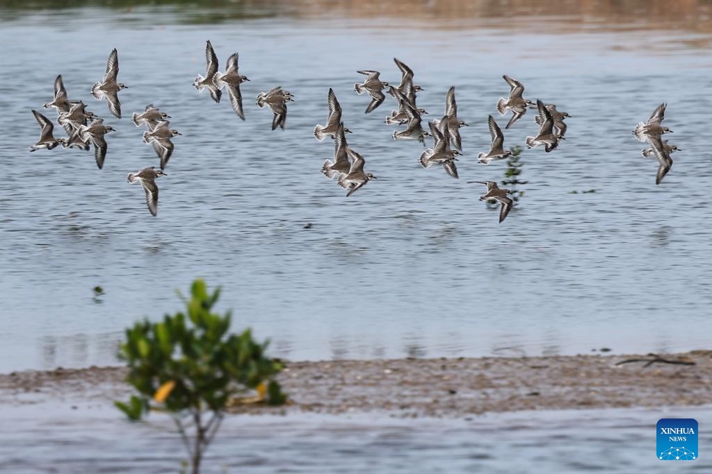 This photo taken on Oct. 20, 2024 shows lesser sand plovers flying at the Hainan Xinying Mangrove National Wetland Park in Danzhou City, south China's Hainan Province. The ecological environment in Hainan has been improving in recent years thanks to the protection of wetlands and birds by the local government, attracting an increasing number of migrant birds wintering in the southmost island province of China. (Photo: Xinhua)