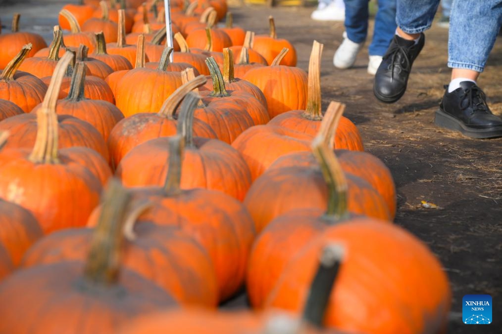 Visitors walk past pumpkins on sale during a pumpkin festival in Warsaw, Poland on Oct. 20, 2024. (Photo: Xinhua)