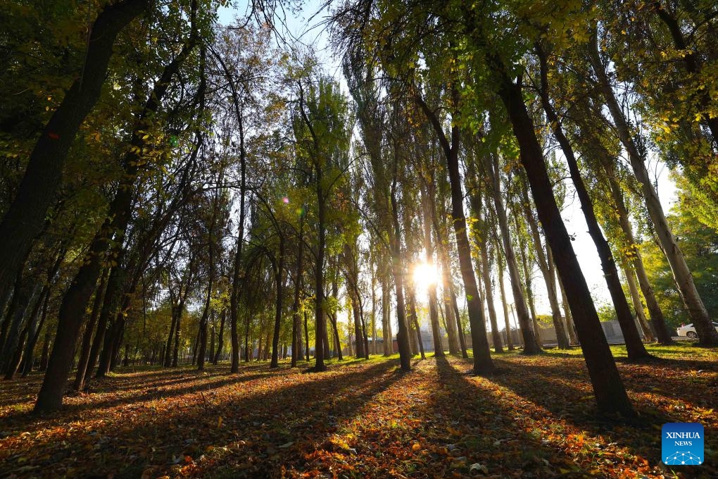 This photo taken on Oct. 19, 2024 shows the autumn scenery on the outskirts of Bishkek, Kyrgyzstan. (Photo: Xinhua)