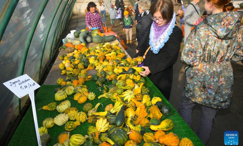 Visitors examine varieties of pumpkins during a pumpkin festival in Warsaw, Poland on Oct. 20, 2024. (Photo: Xinhua)