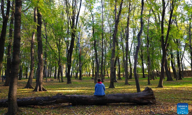 A citizen enjoys autumn scenery on the outskirts of Bishkek, Kyrgyzstan, Oct. 19, 2024. (Photo: Xinhua)