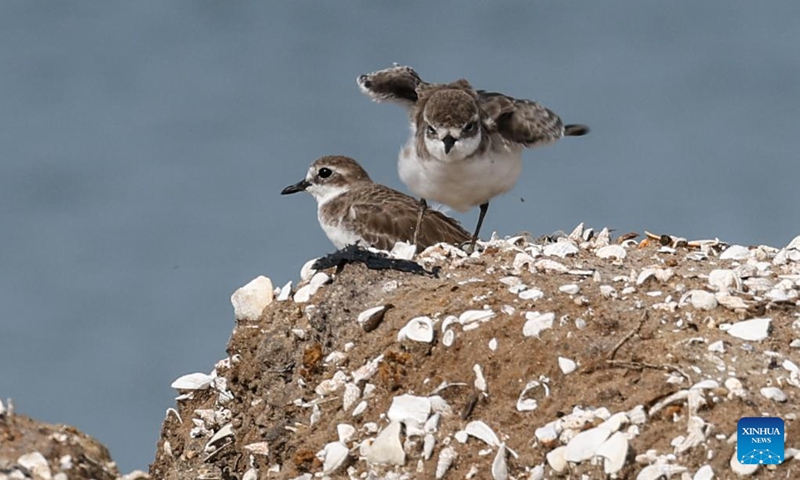 This photo taken on Oct. 20, 2024 shows lesser sand plovers at the Hainan Xinying Mangrove National Wetland Park in Danzhou City, south China's Hainan Province. The ecological environment in Hainan has been improving in recent years thanks to the protection of wetlands and birds by the local government, attracting an increasing number of migrant birds wintering in the southmost island province of China (Photo: Xinhua)