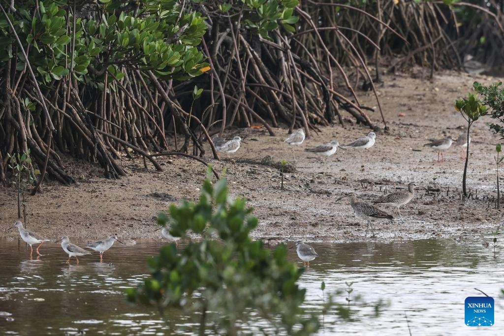 This photo taken on Oct. 20, 2024 shows migrant birds at the Hainan Xinying Mangrove National Wetland Park in Danzhou City, south China's Hainan Province. The ecological environment in Hainan has been improving in recent years thanks to the protection of wetlands and birds by the local government, attracting an increasing number of migrant birds wintering in the southmost island province of China. (Photo: Xinhua)