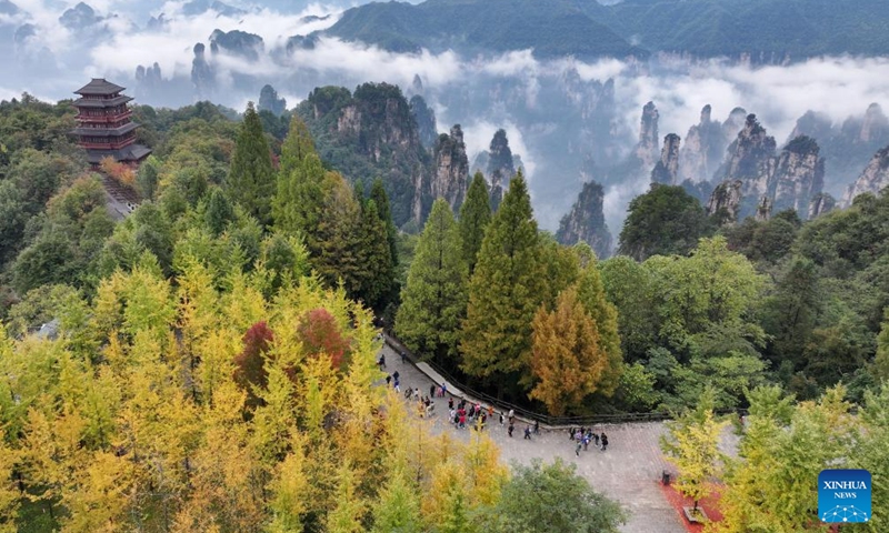 An aerial drone photo taken on Oct. 14, 2024 shows the autumn scenery of Tianzi Mountain at the Zhangjiajie national forest park in Zhangjiajie, central China's Hunan Province. (Photo: Xinhua)