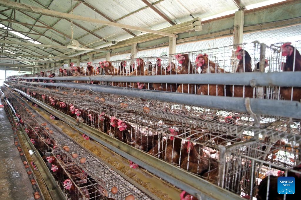 This photo taken on Oct. 20, 2024 shows a chicken farm in Dhaka, Bangladesh. Bangladesh has a daily demand for 40 million eggs, the country's Ministry of Commerce estimates. (Photo: Xinhua)