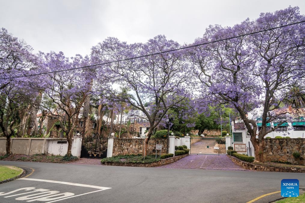 This photo taken on Oct. 22, 2024 shows blooming jacaranda trees in Johannesburg, South Africa. (Photo: Xinhua)