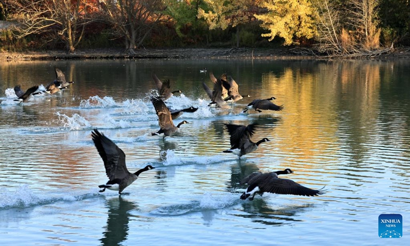 This photo shows Canada geese near Markham, Ontario, Canada, Oct. 19, 2024. Some Canada geese have crossed the Mississippi Corridor to migrate to the warm southern United States. However, as the earth warms up, an increasing number of geese are now able to find enough food and living space in Canada during winters, and thus no longer migrate. (Photo: Xinhua)