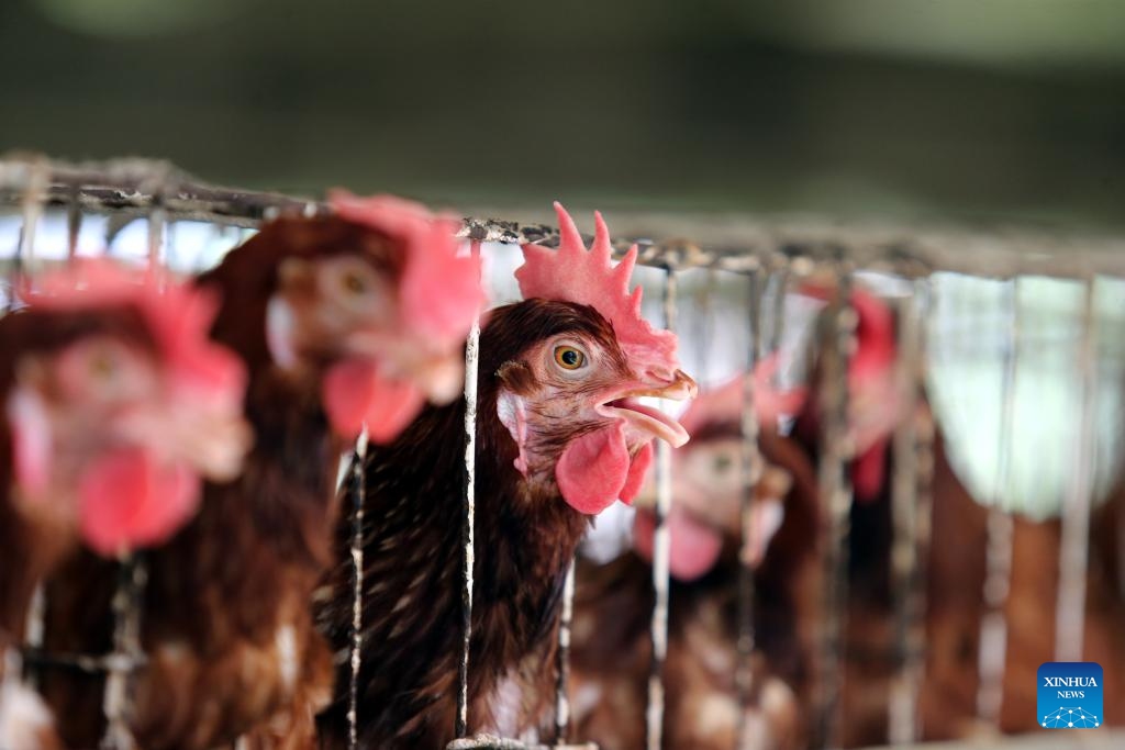 This photo taken on Oct. 20, 2024 shows hens at a chicken farm in Dhaka, Bangladesh. Bangladesh has a daily demand for 40 million eggs, the country's Ministry of Commerce estimates. (Photo: Xinhua)