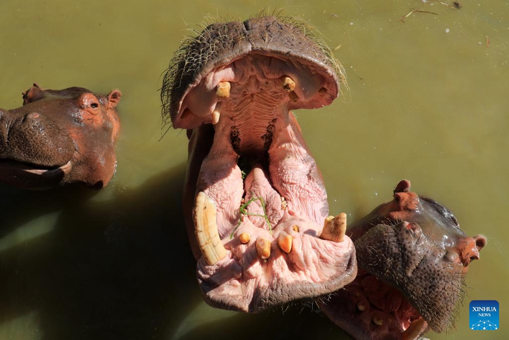 This photo taken on Oct. 21, 2024 shows hippos at Africa Safari Park in Alexandria, Egypt. Africa Safari Park is the first safari park in Egypt that provides tourists the chance to observe freely roaming animals. (Photo: Xinhua)