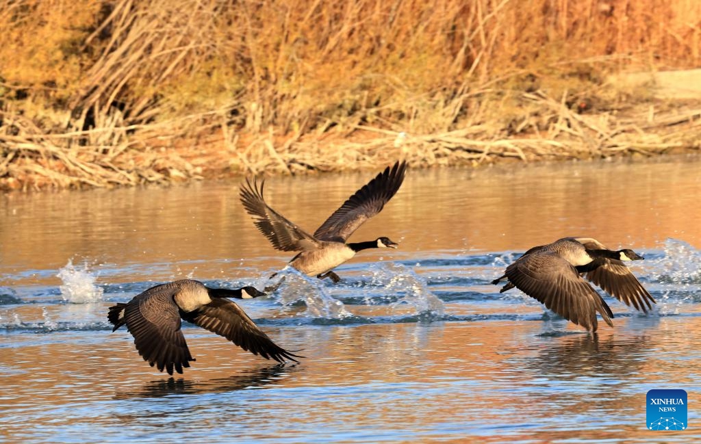 This photo shows Canada geese near Markham, Ontario, Canada, Oct. 18, 2024. Some Canada geese have crossed the Mississippi Corridor to migrate to the warm southern United States. However, as the earth warms up, an increasing number of geese are now able to find enough food and living space in Canada during winters, and thus no longer migrate. (Photo: Xinhua)