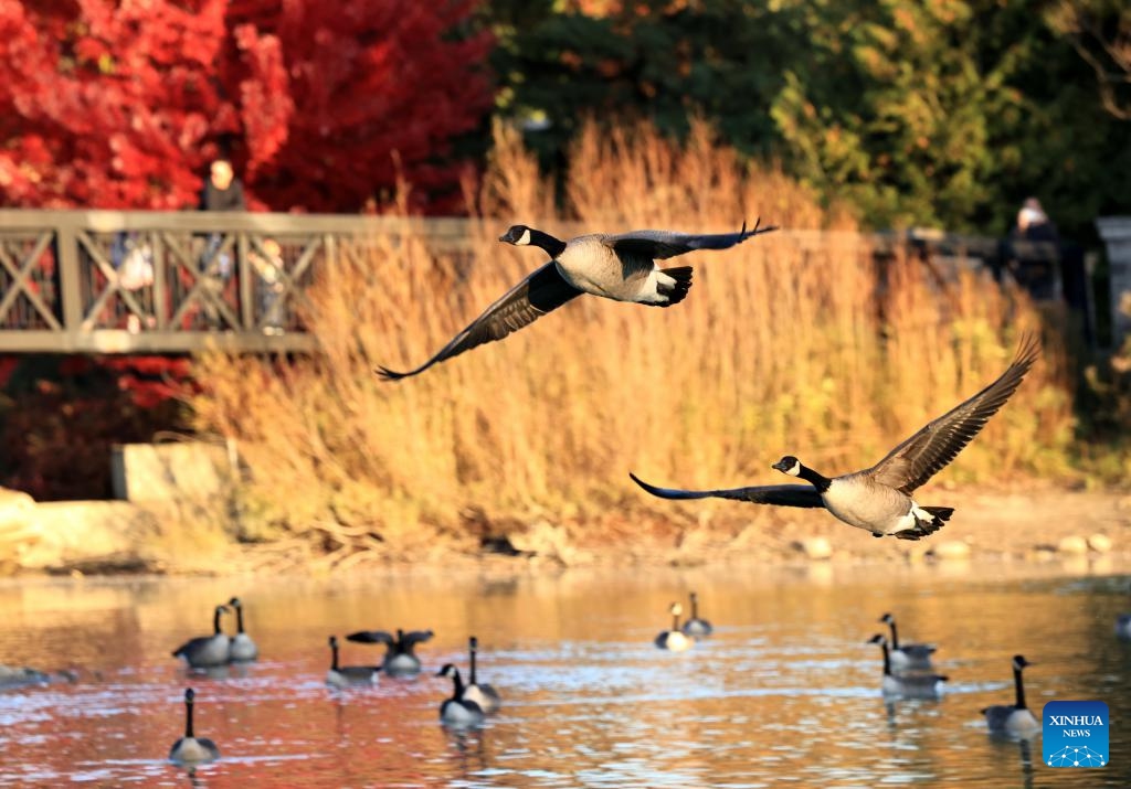 This photo shows Canada geese near Markham, Ontario, Canada, Oct. 18, 2024. Some Canada geese have crossed the Mississippi Corridor to migrate to the warm southern United States. However, as the earth warms up, an increasing number of geese are now able to find enough food and living space in Canada during winters, and thus no longer migrate. (Photo: Xinhua)