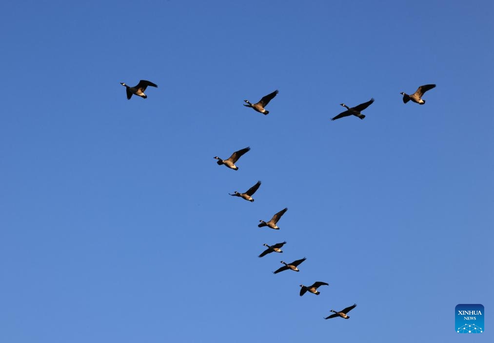 A formation of Canada geese flies over Ontario, Canada, Oct. 19, 2024. Some Canada geese have crossed the Mississippi Corridor to migrate to the warm southern United States. However, as the earth warms up, an increasing number of geese are now able to find enough food and living space in Canada during winters, and thus no longer migrate. (Photo: Xinhua)