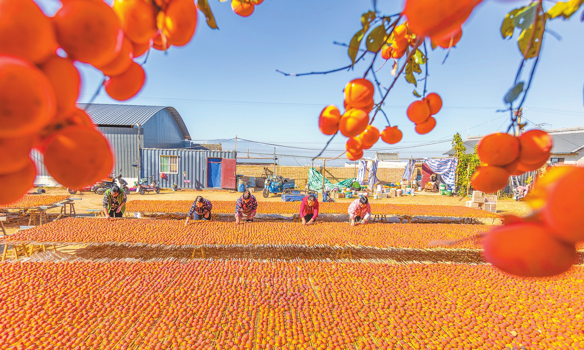 Villagers dry persimmons on a farm in Yuncheng, North China's Shanxi Province on October 23, 2024. The persimmon business has become a source of increased income for local farmers, with dried persimmons sold to Beijing, Shanghai and other parts of the country. Photo: VCG