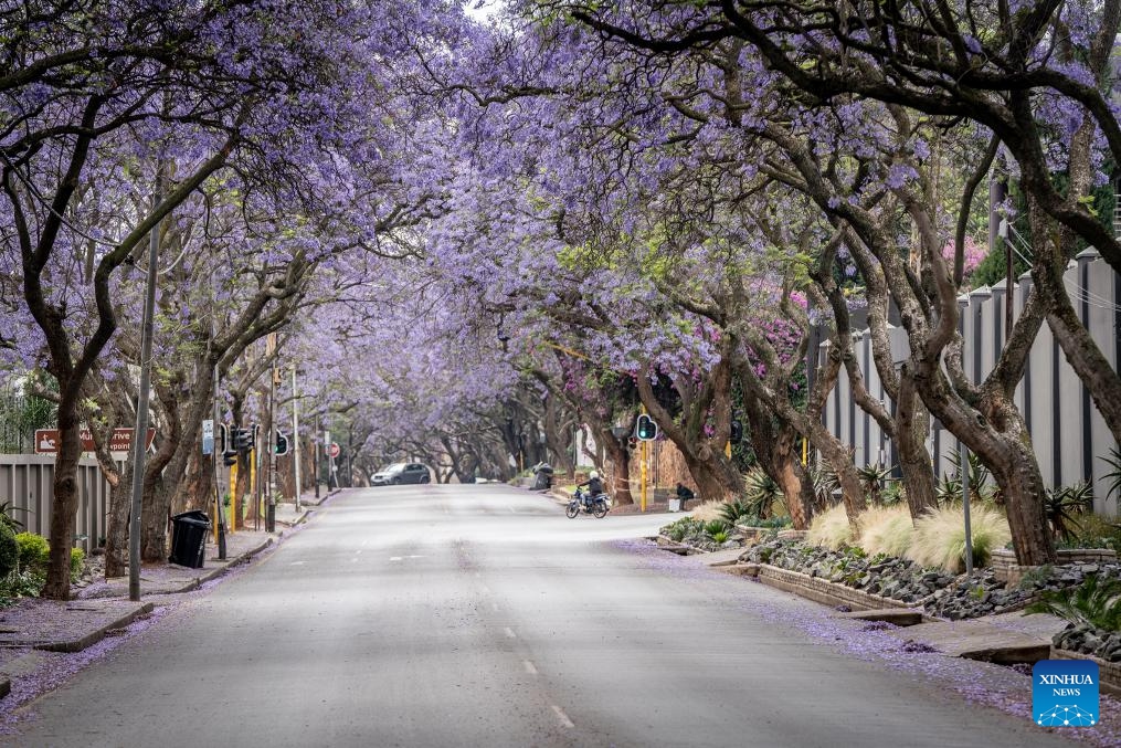 This photo taken on Oct. 22, 2024 shows blooming jacaranda trees in Johannesburg, South Africa. (Photo: Xinhua)