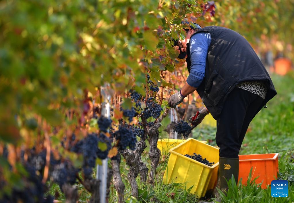 A farmer harvests grapes at the Lavaux Vineyard Terraces in Switzerland, Oct. 14, 2024. As October ushers in the arrival of autumn, Switzerland enters its grape harvest season. Wineries here will then convert freshly harvested grapes into inviting wine products through processes that combine both traditional and modern technologies. (Photo: Xinhua)