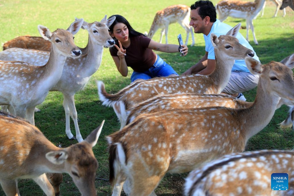 A tourist takes selfies with deer at Africa Safari Park in Alexandria, Egypt, Oct. 21, 2024. Africa Safari Park is the first safari park in Egypt that provides tourists the chance to observe freely roaming animals. (Photo: Xinhua)