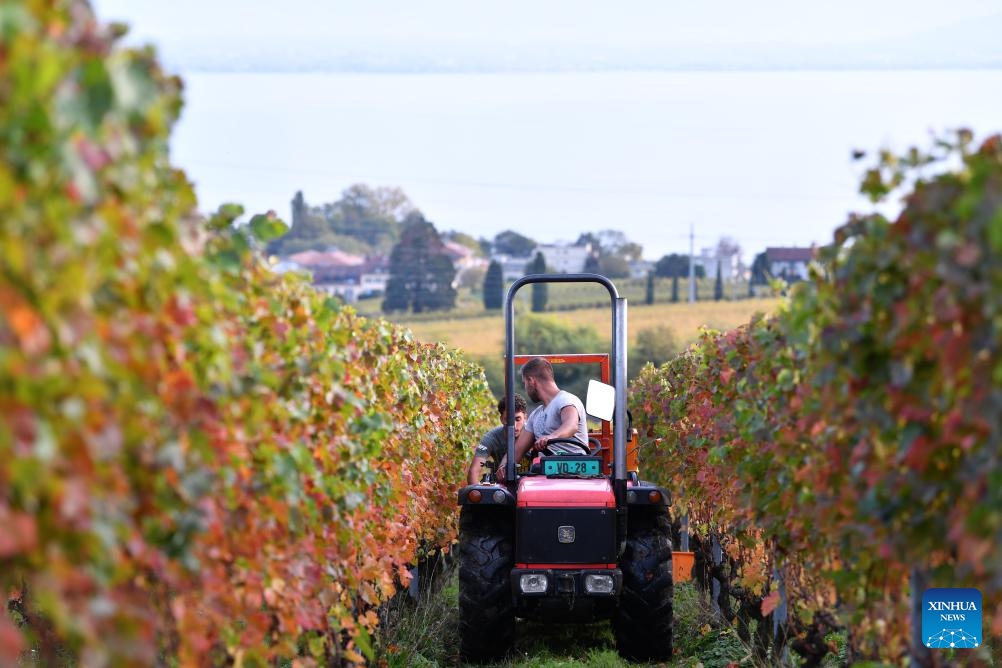 Farmers harvest grapes at the Lavaux Vineyard Terraces in Switzerland, Oct. 14, 2024. As October ushers in the arrival of autumn, Switzerland enters its grape harvest season. Wineries here will then convert freshly harvested grapes into inviting wine products through processes that combine both traditional and modern technologies. (Photo: Xinhua)