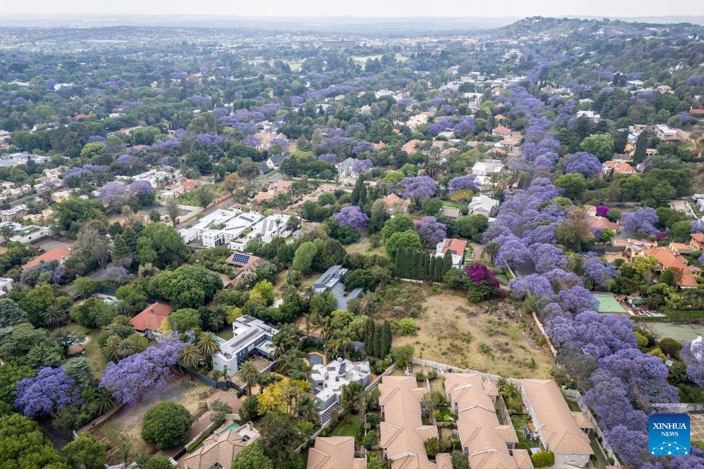 This aerial photo taken on Oct. 22, 2024 shows blooming jacaranda trees in Johannesburg, South Africa. (Photo: Xinhua)