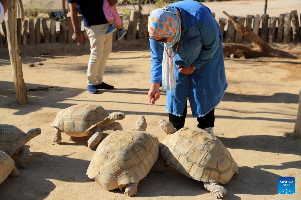 A tourist feeds tortoises at Africa Safari Park in Alexandria, Egypt, Oct. 21, 2024. Africa Safari Park is the first safari park in Egypt that provides tourists the chance to observe freely roaming animals. (Photo: Xinhua)