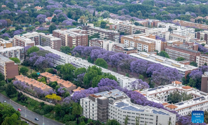 This aerial photo taken on Oct. 22, 2024 shows blooming jacaranda trees in Johannesburg, South Africa. (Photo: Xinhua)