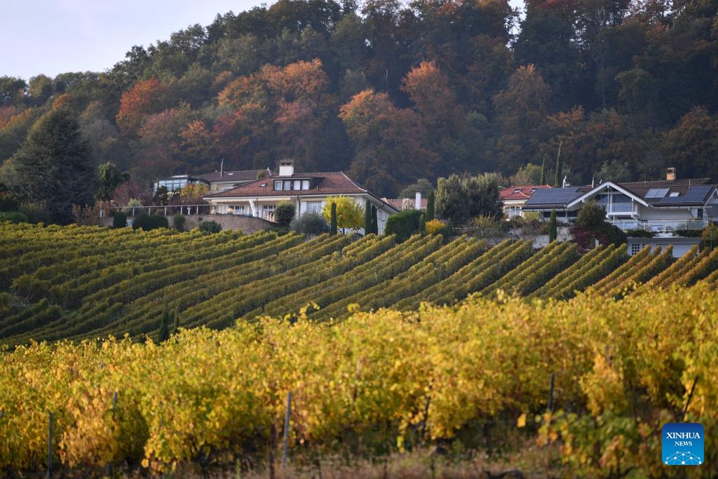 This photo taken on Oct. 14, 2024 shows a view of Lavaux Vineyard Terraces in Switzerland. As October ushers in the arrival of autumn, Switzerland enters its grape harvest season. Wineries here will then convert freshly harvested grapes into inviting wine products through processes that combine both traditional and modern technologies. (Photo: Xinhua)