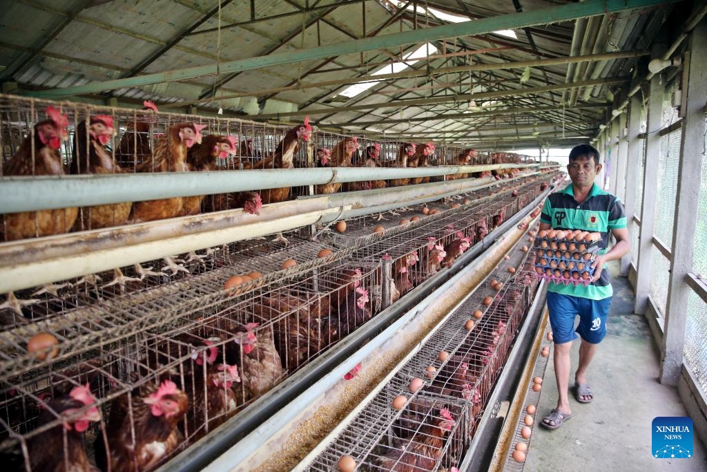 A worker carries newly collected eggs at a chicken farm in Dhaka, Bangladesh, Oct. 20, 2024. Bangladesh has a daily demand for 40 million eggs, the country's Ministry of Commerce estimates. (Photo: Xinhua)