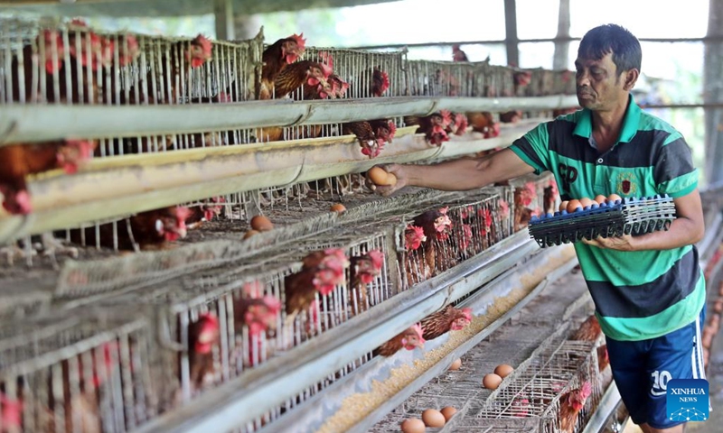 A worker collects eggs at a chicken farm in Dhaka, Bangladesh, Oct. 20, 2024. Bangladesh has a daily demand for 40 million eggs, the country's Ministry of Commerce estimates. (Photo: Xinhua)