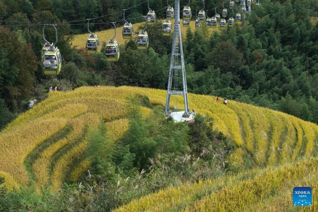 Tourists take cable cars to enjoy the scenery of the Longji Rice Terraces in Longsheng County, south China's Guangxi Zhuang Autonomous Region, Oct. 22, 2024. (Photo: Xinhua)