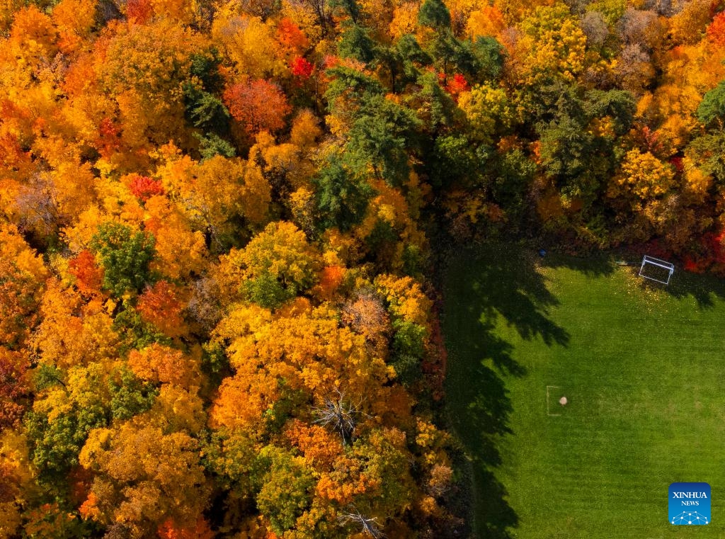 An aerial drone photo shows a football field in autumn in Mississauga, the Greater Toronto Area, Canada, on Oct. 23, 2024. Some outdoor courts located among the trees are decorated with autumn colors here in October. (Photo: Xinhua)