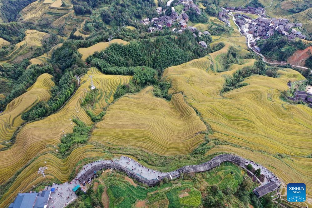 An aerial drone photo shows tourists enjoying the scenery of the Longji Rice Terraces in Longsheng County, south China's Guangxi Zhuang Autonomous Region, Oct. 22, 2024. (Photo: Xinhua)