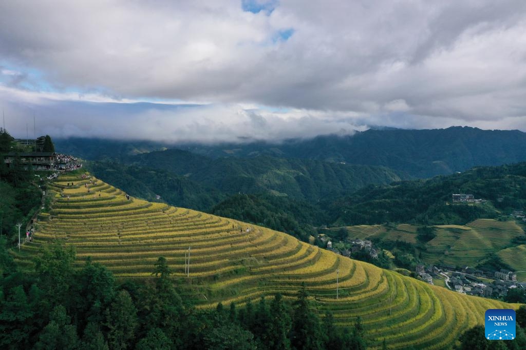 An aerial drone photo shows the Longji Rice Terraces in Longsheng County, south China's Guangxi Zhuang Autonomous Region, Oct. 22, 2024. (Photo: Xinhua)