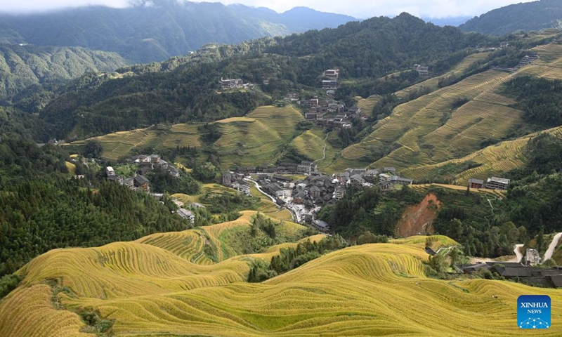 This photo shows the Longji Rice Terraces in Longsheng County, south China's Guangxi Zhuang Autonomous Region, Oct. 22, 2024. (Photo: Xinhua)