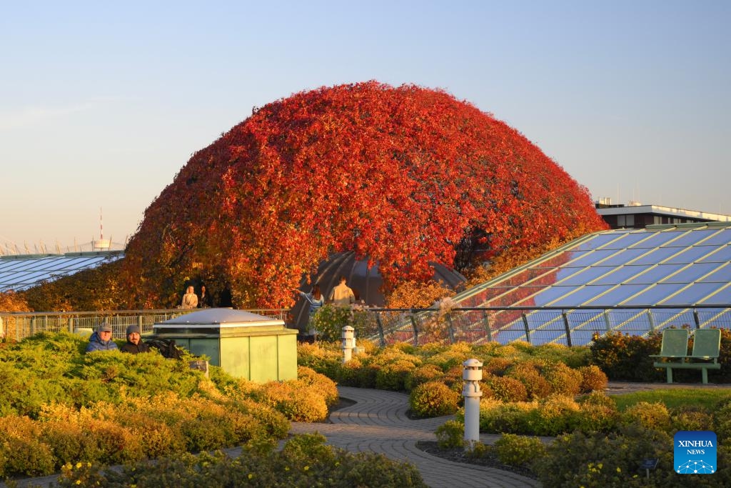 Visitors walk in the rooftop garden of the Warsaw University Library in Warsaw, Poland, on Oct. 22, 2024. The rooftop garden of the Warsaw University Library is one of the largest roof gardens in Europe and a popular spot to see city views. (Photo: Xinhua)