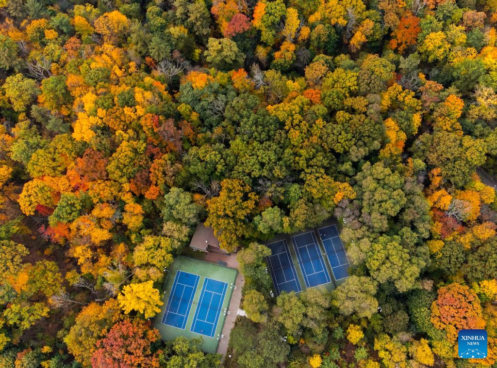 An aerial drone photo shows tennis courts in autumn in Toronto, Canada, on Oct. 23, 2024. Some outdoor courts located among the trees are decorated with autumn colors here in October. (Photo: Xinhua)