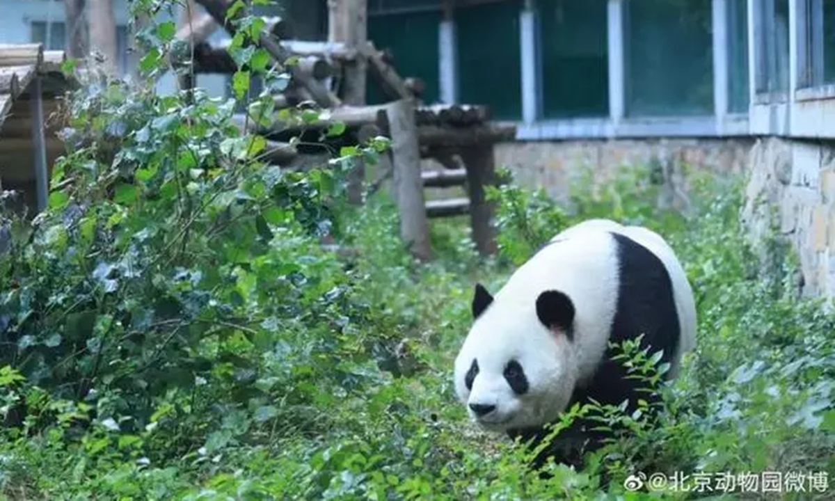 Panda Meng Lan Photo: Beijing Zoo 