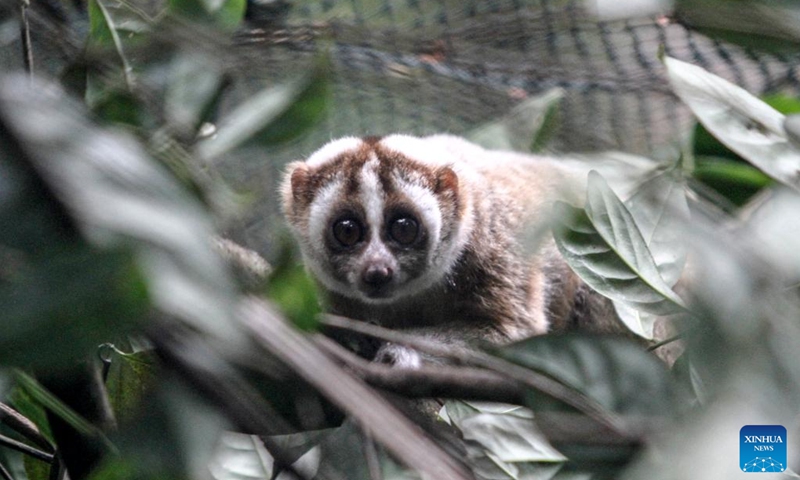 A Javan slow loris is seen after being released to the wild in West Java, Indonesia, Oct. 23, 2024. Ten Javan slow lorises have been released to the wild on Wednesday after receiving treatment at IAR Indonesia rehabilitation center. (Photo: Xinhua)